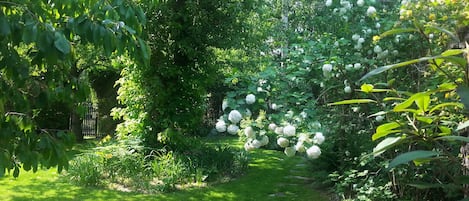 Apartamento, 1 quarto, vista para o jardim | Jardim