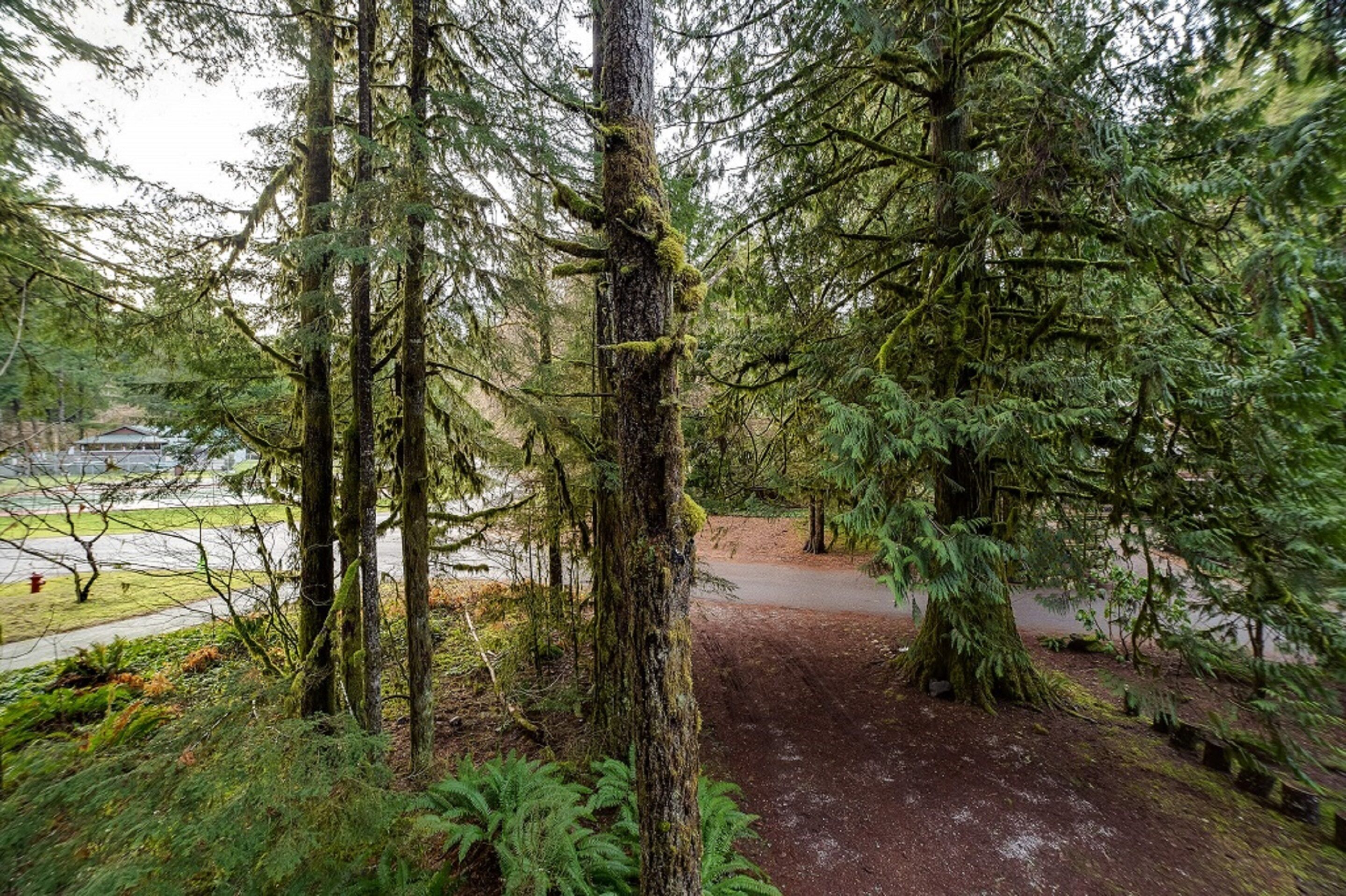 A forested area with a dirt path leading through tall trees.