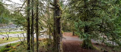 A forested area with a dirt path leading through tall trees.