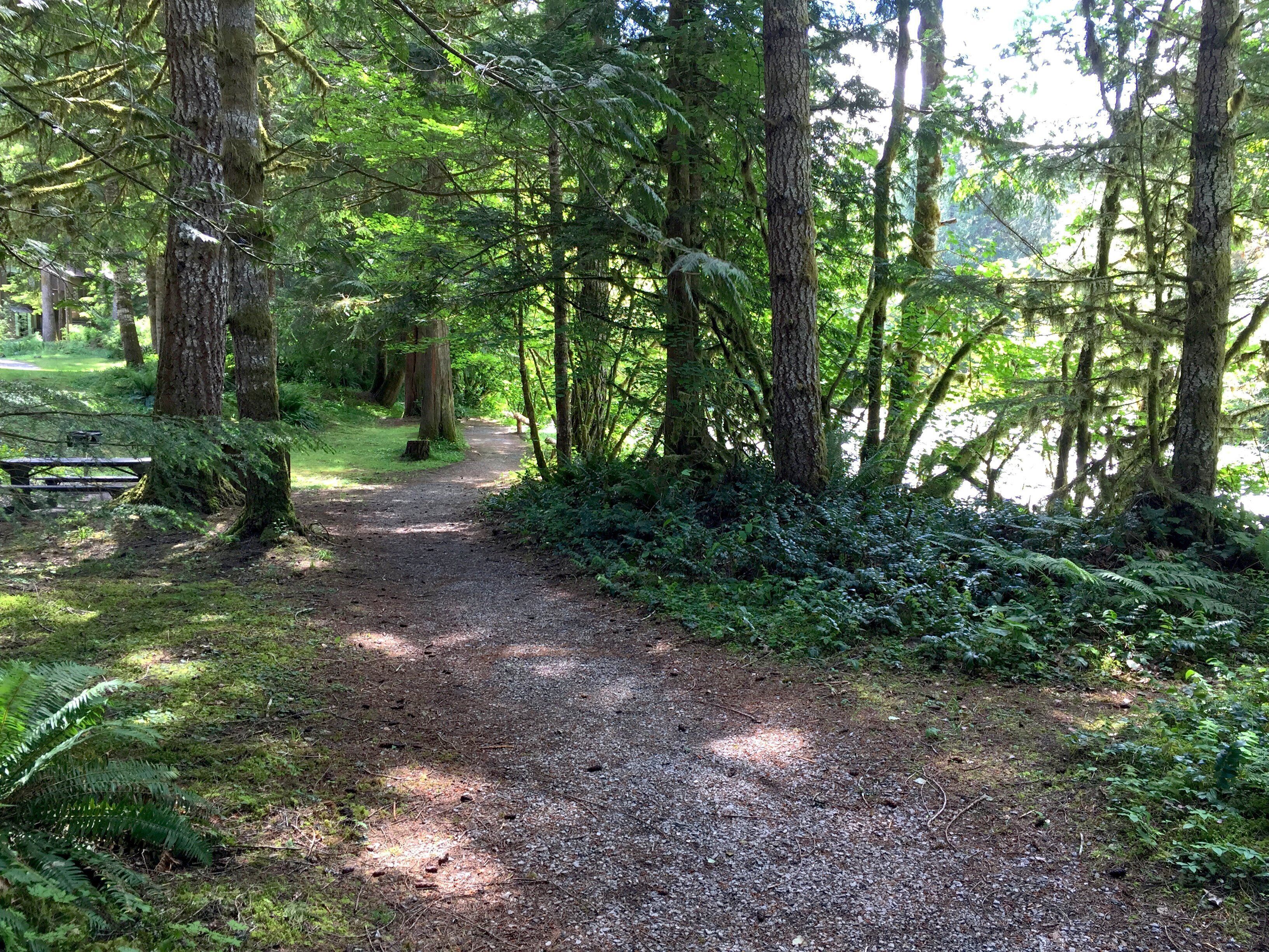A forested path with a picnic table on the left.