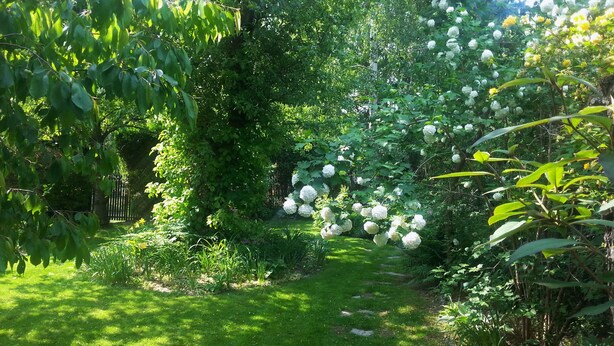 A lush garden with a variety of plants and trees, including a prominent white flowering bush. - Apartment Under Cedar (Sobotka)