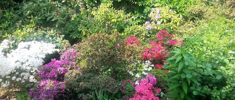 Apartemen, 1 kamar tidur, perapian, pemandangan kebun | Taman