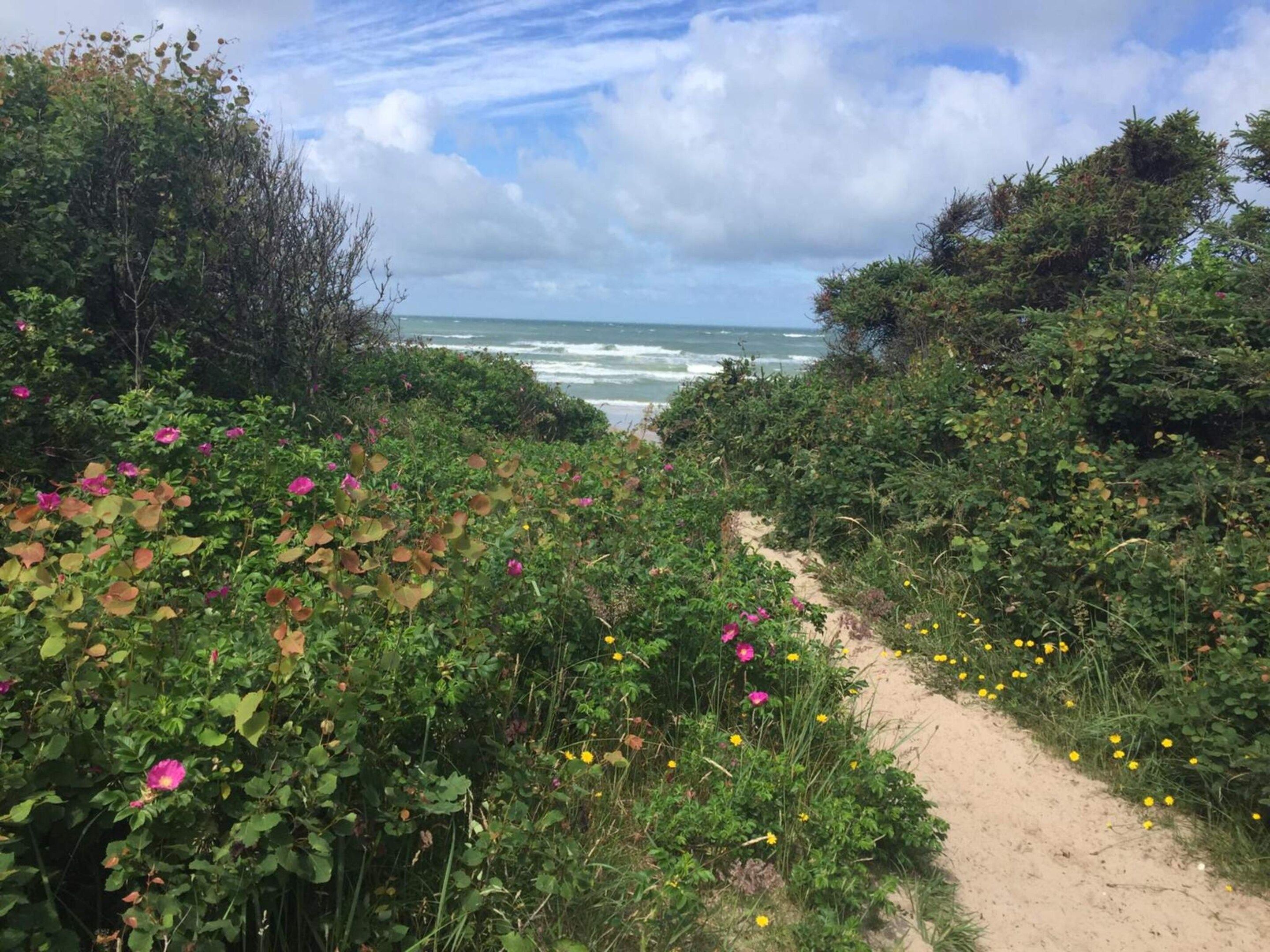 A coastal path with dense vegetation and a view of the ocean.