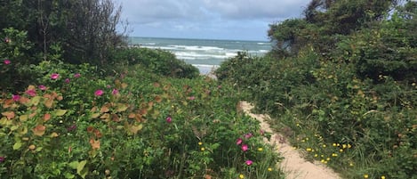 A coastal path with dense vegetation and a view of the ocean.