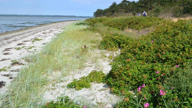 A coastal beach with sand, vegetation, and a person in the distance. - 4 Star Holiday Home in Ebeltoft (Ebeltoft)