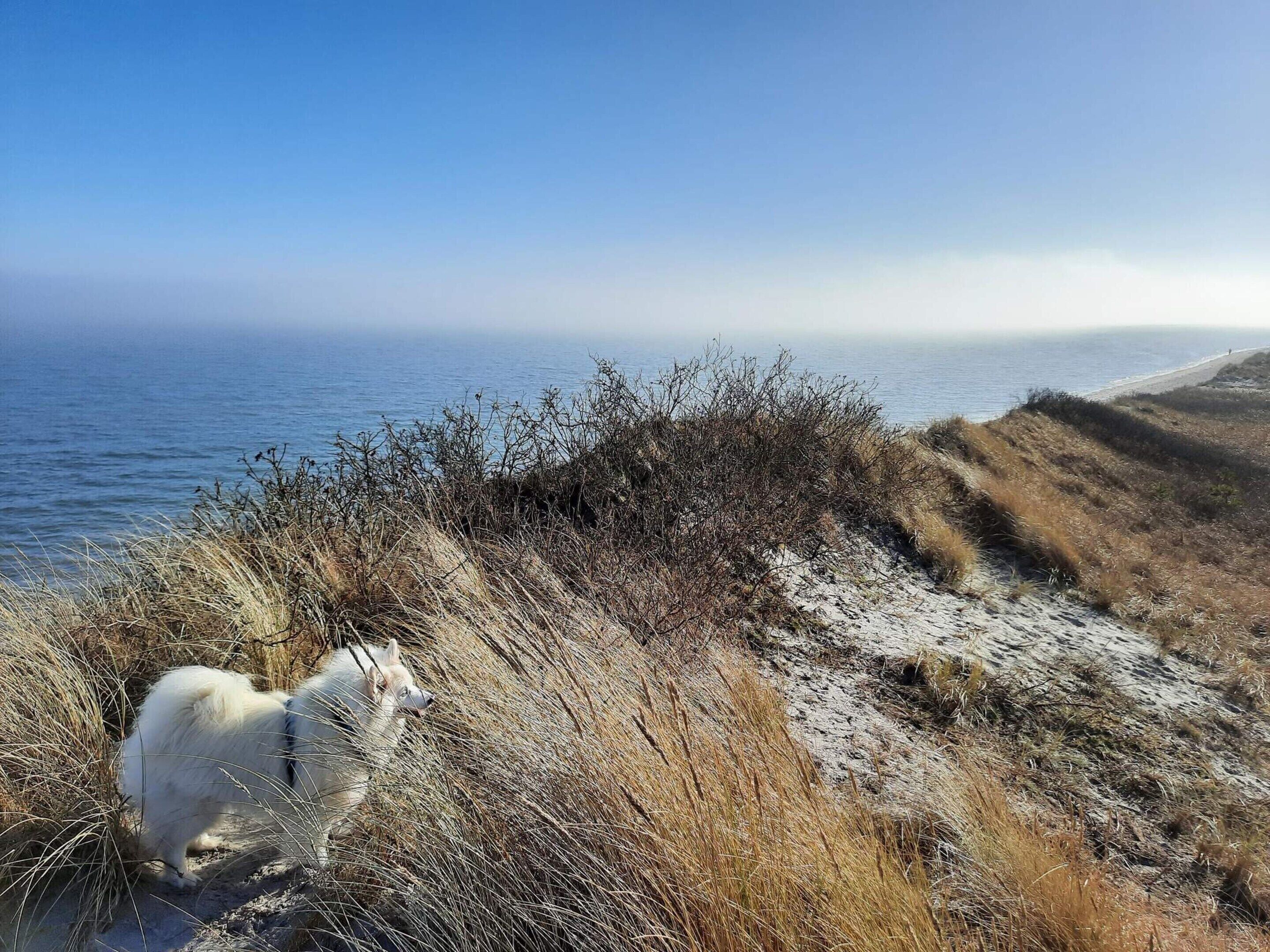 A coastal landscape with a dog in the foreground and a beach in the background.
