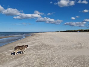 A beach with a dog walking on the sand, a clear sky, and a distant shoreline.
