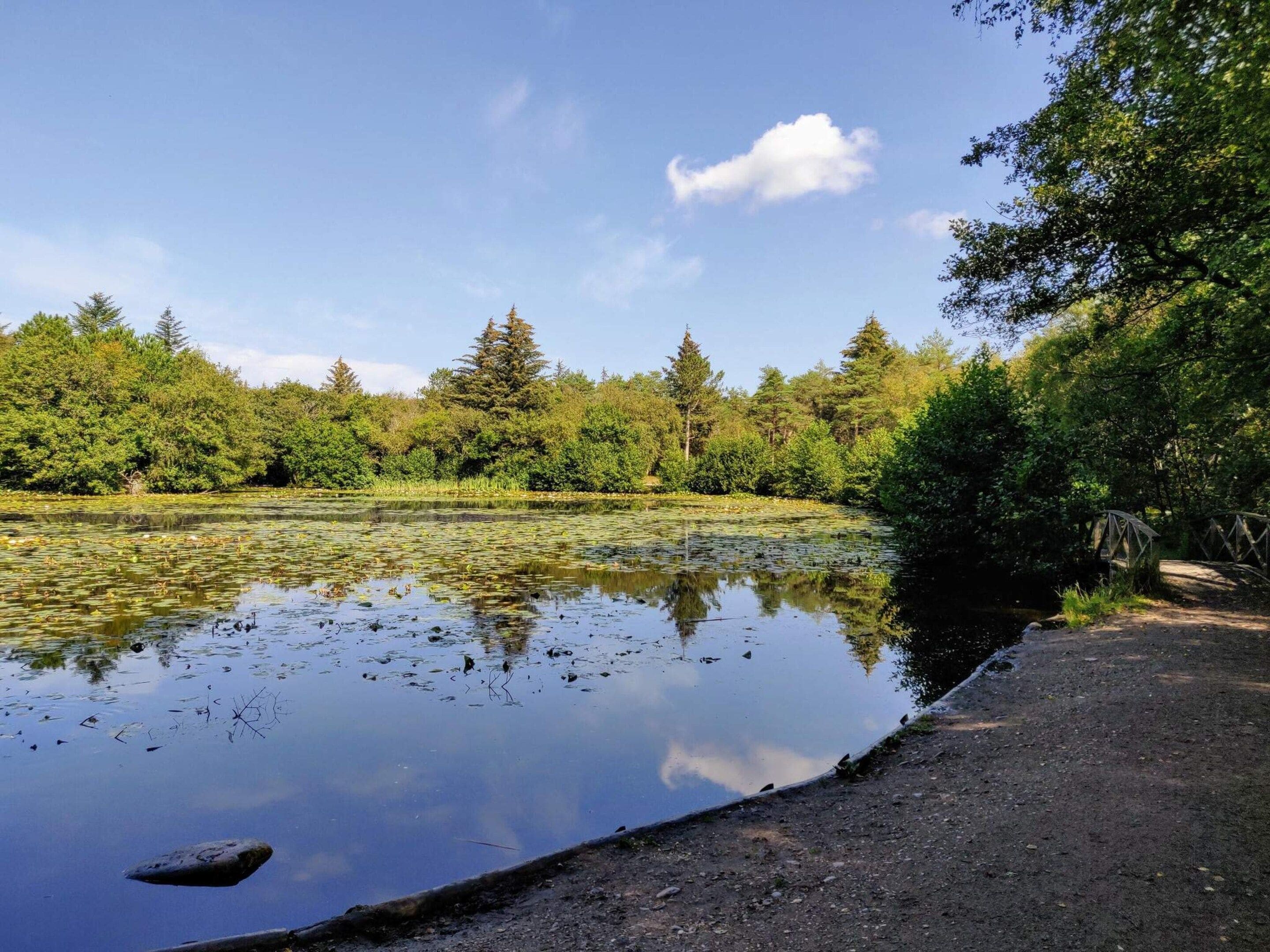 Eine natürliche Landschaft mit Gewässer, Bäumen und einem Feldweg.