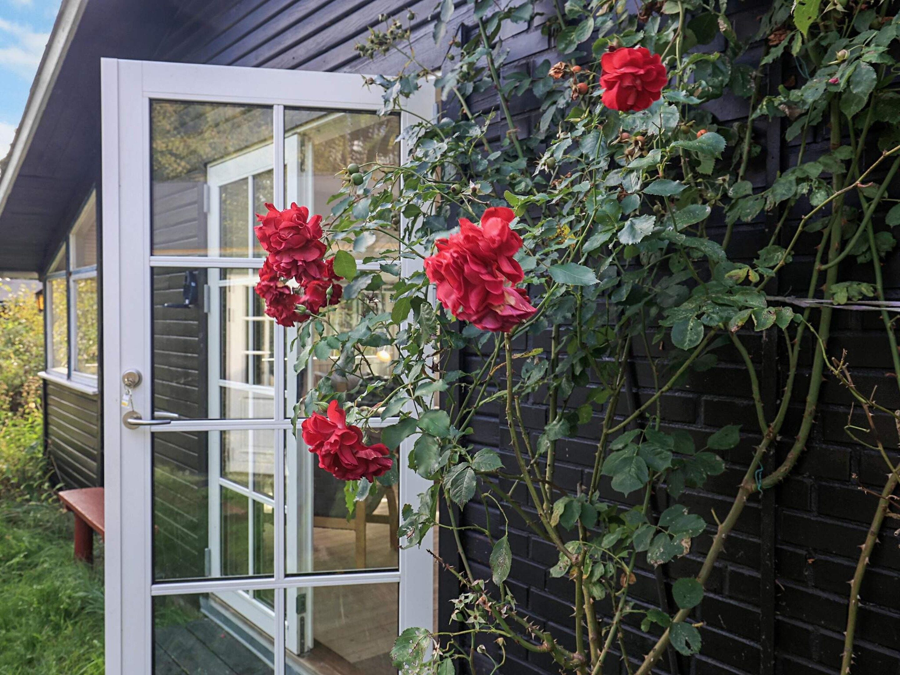A house with a white door and windows, surrounded by a garden with red roses.