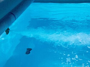 Una piscina con agua cristalina, una escalera visible y una sola tumbona.