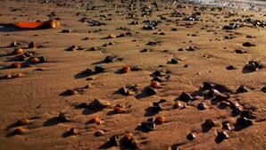 A beach with scattered stones and a boat in the distance. - 5 Star Holiday Home in Blokhus (Blokhus)