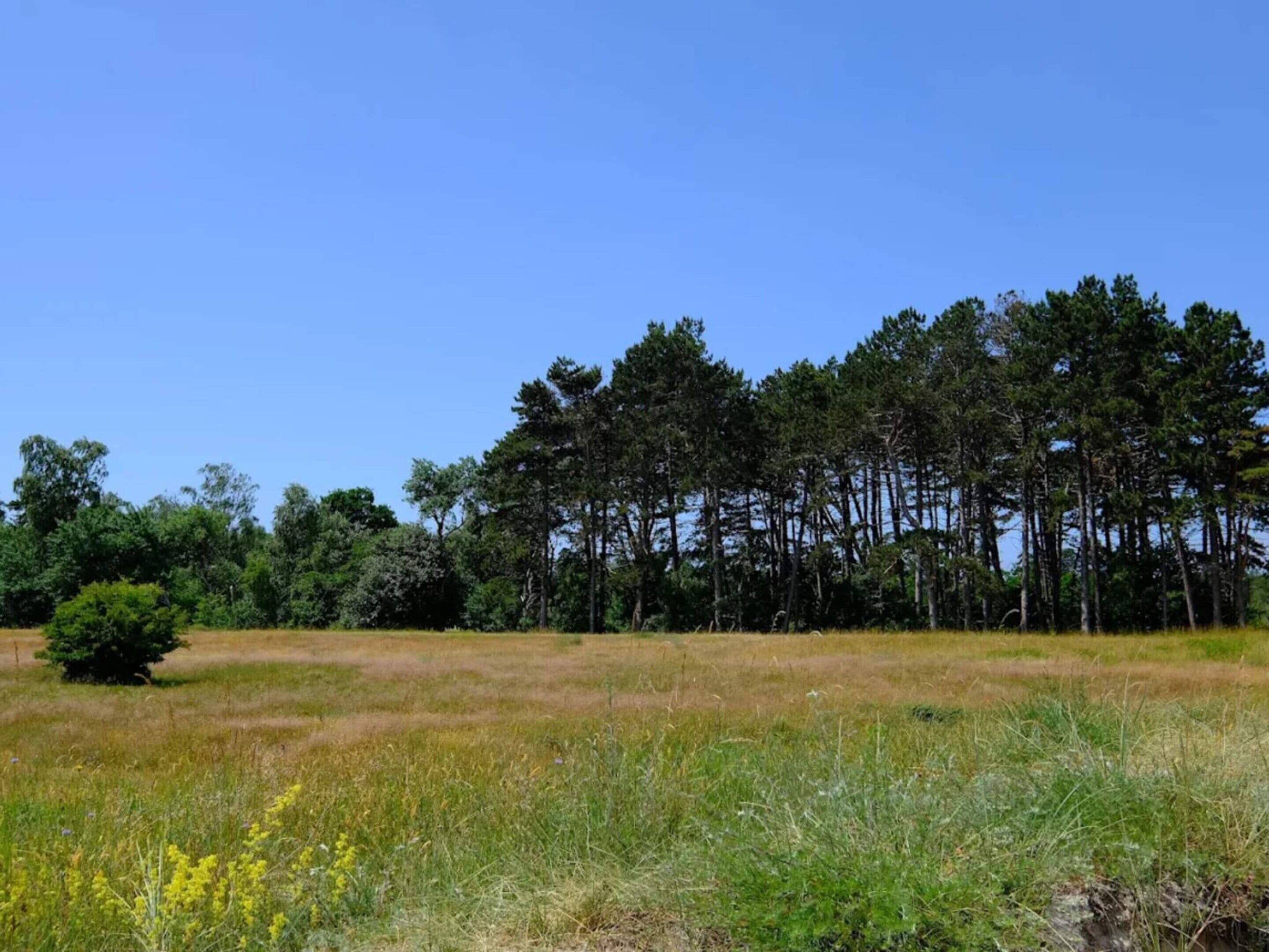 A natural landscape with a field, trees, and a clear sky.