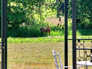 House | Property grounds