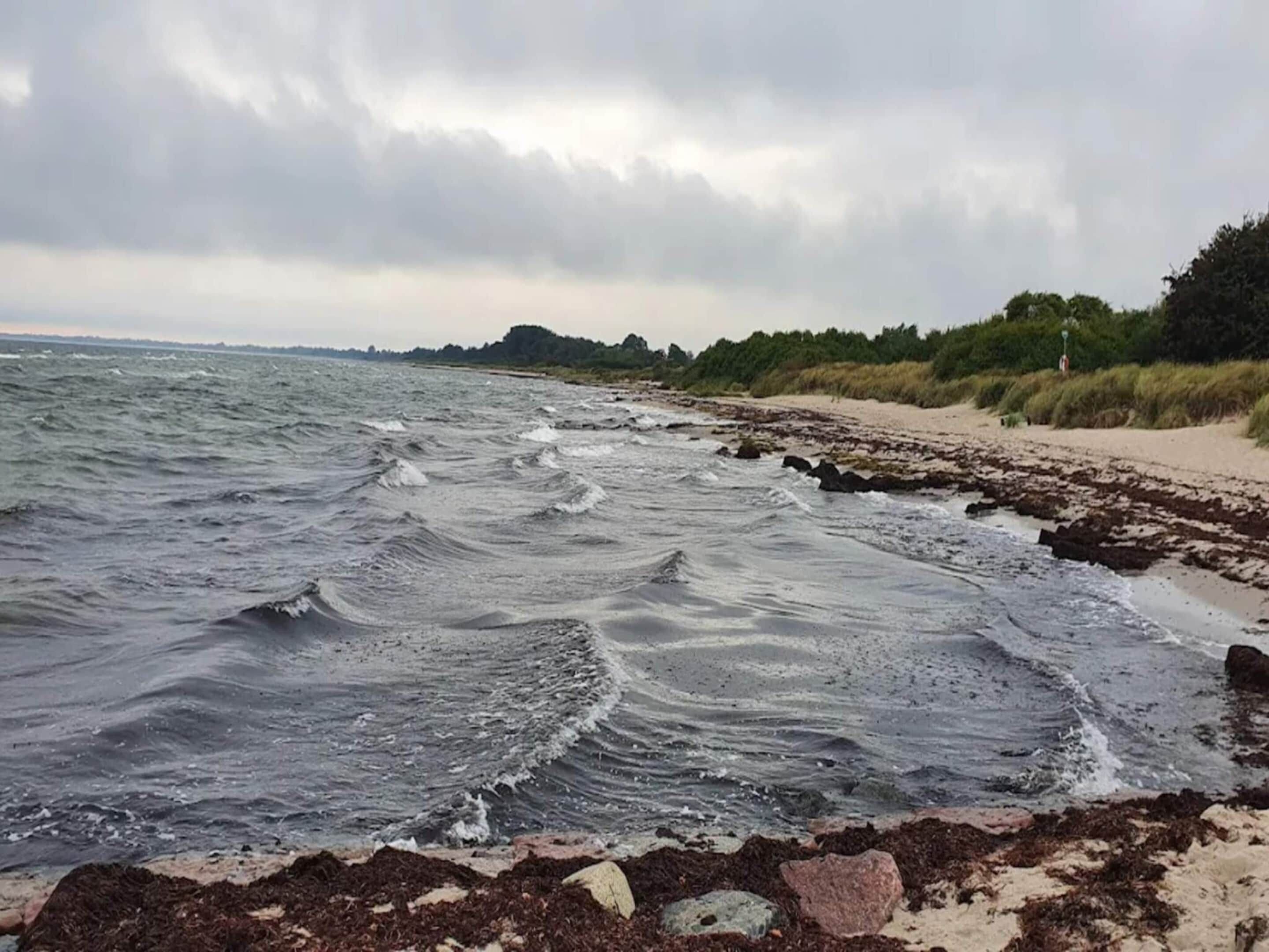 Una playa con olas rompiendo sobre la orilla, arena dorada y una hilera de árboles al fondo.