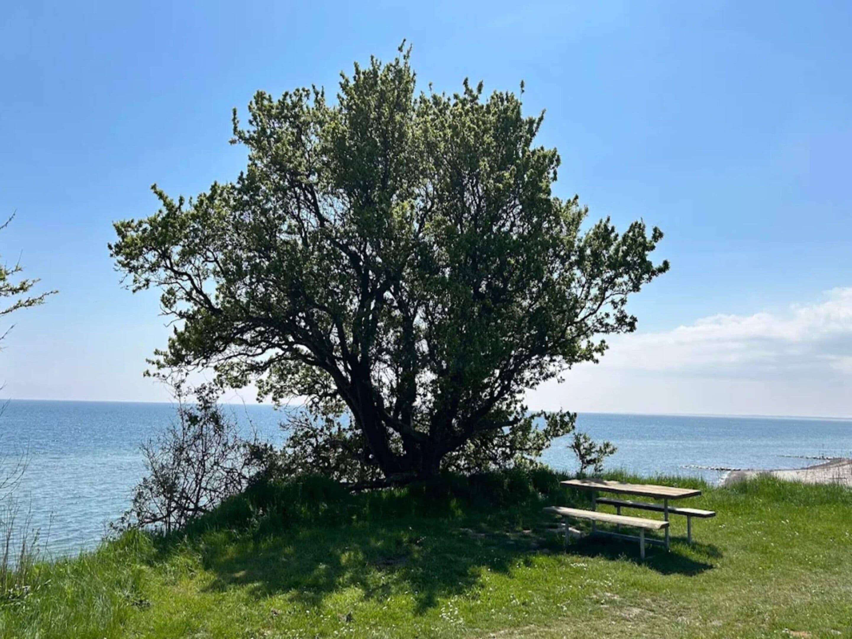 A tree by a lakeside with a bench.