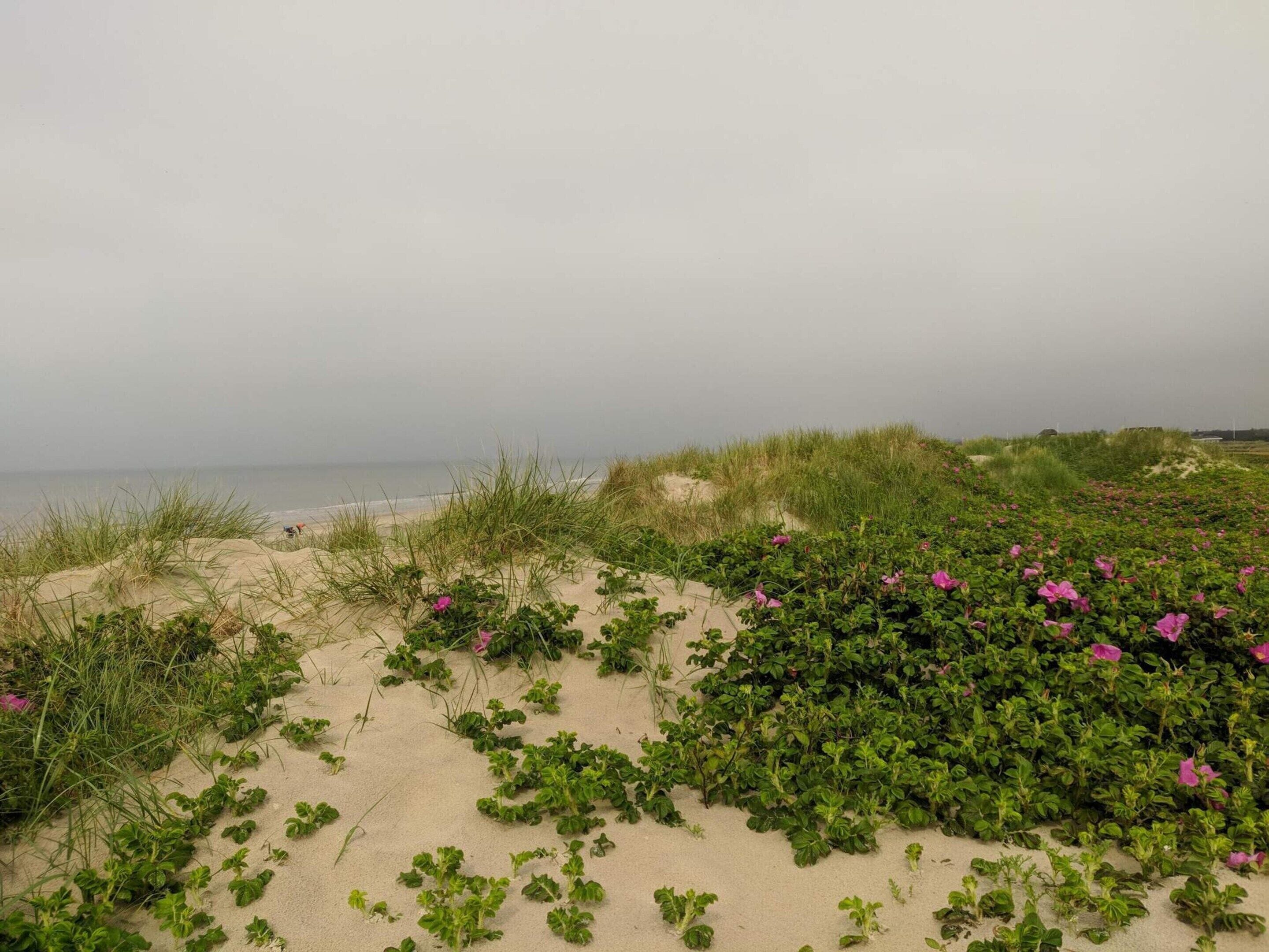 Una playa con dunas de arena y vegetación verde.