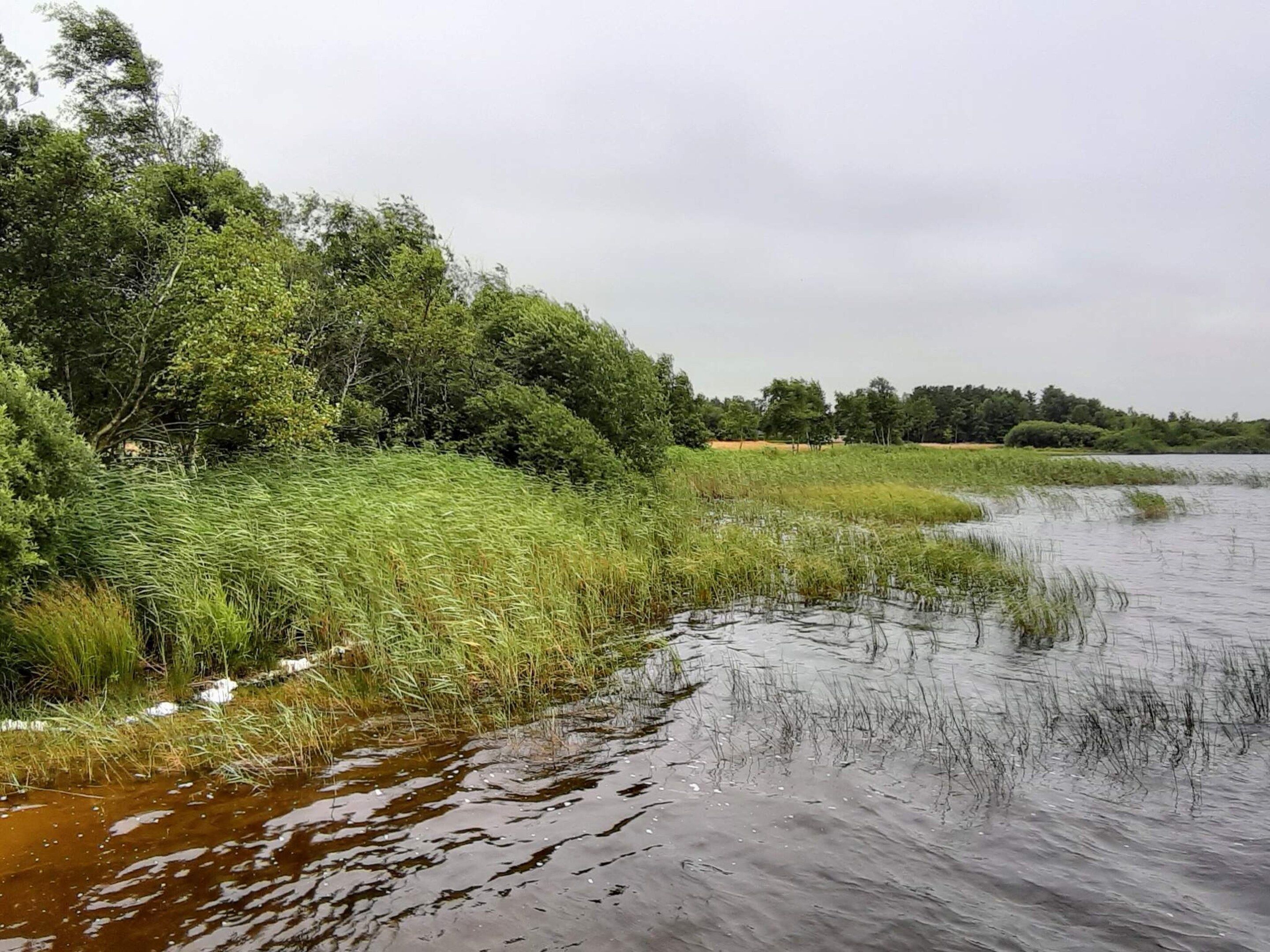 Un paysage naturel comprenant de l’eau, de la végétation et des arbres.
