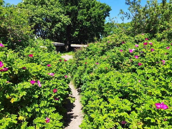 A garden pathway surrounded by lush greenery and vibrant pink flowers. - 4 Star Holiday Home in Sjolund (Sjølund)