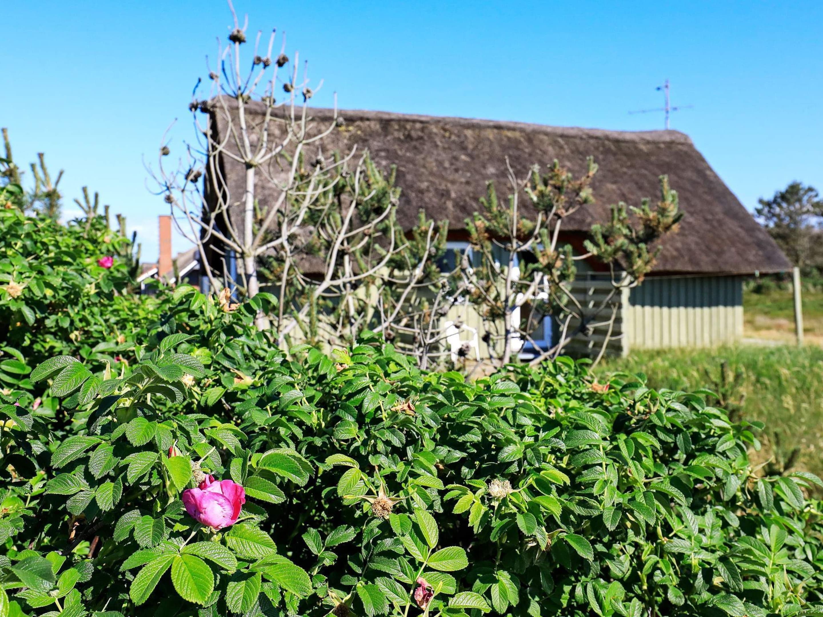 Ein ländliches Haus mit Strohdach, umgeben von dichtem Grün und einer rosa Blüte im Vordergrund.