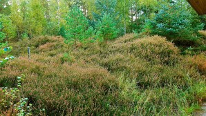 Un paysage naturel caractérisé par une végétation luxuriante et de nombreux arbres.