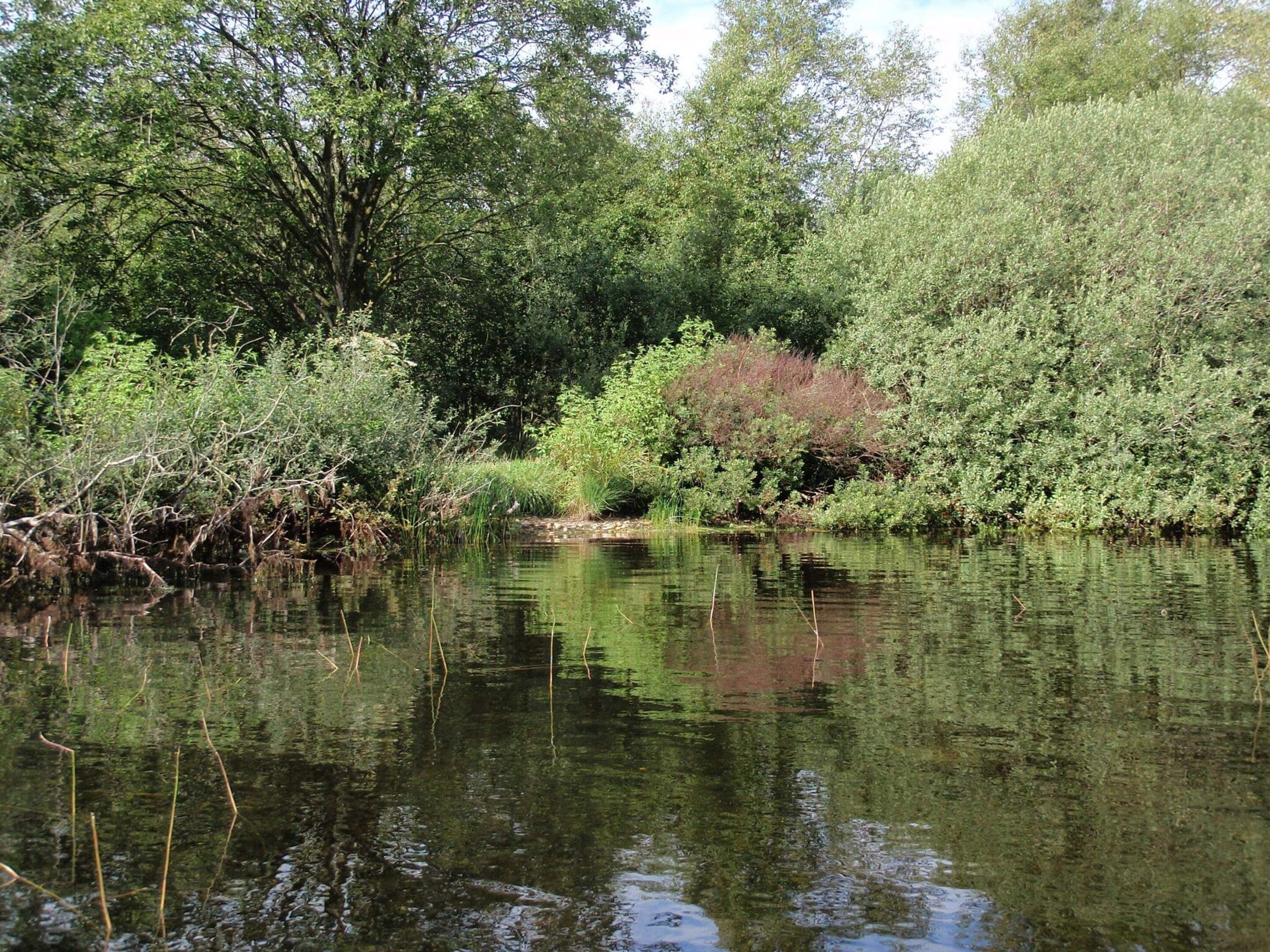A calm river with dense foliage on both sides.