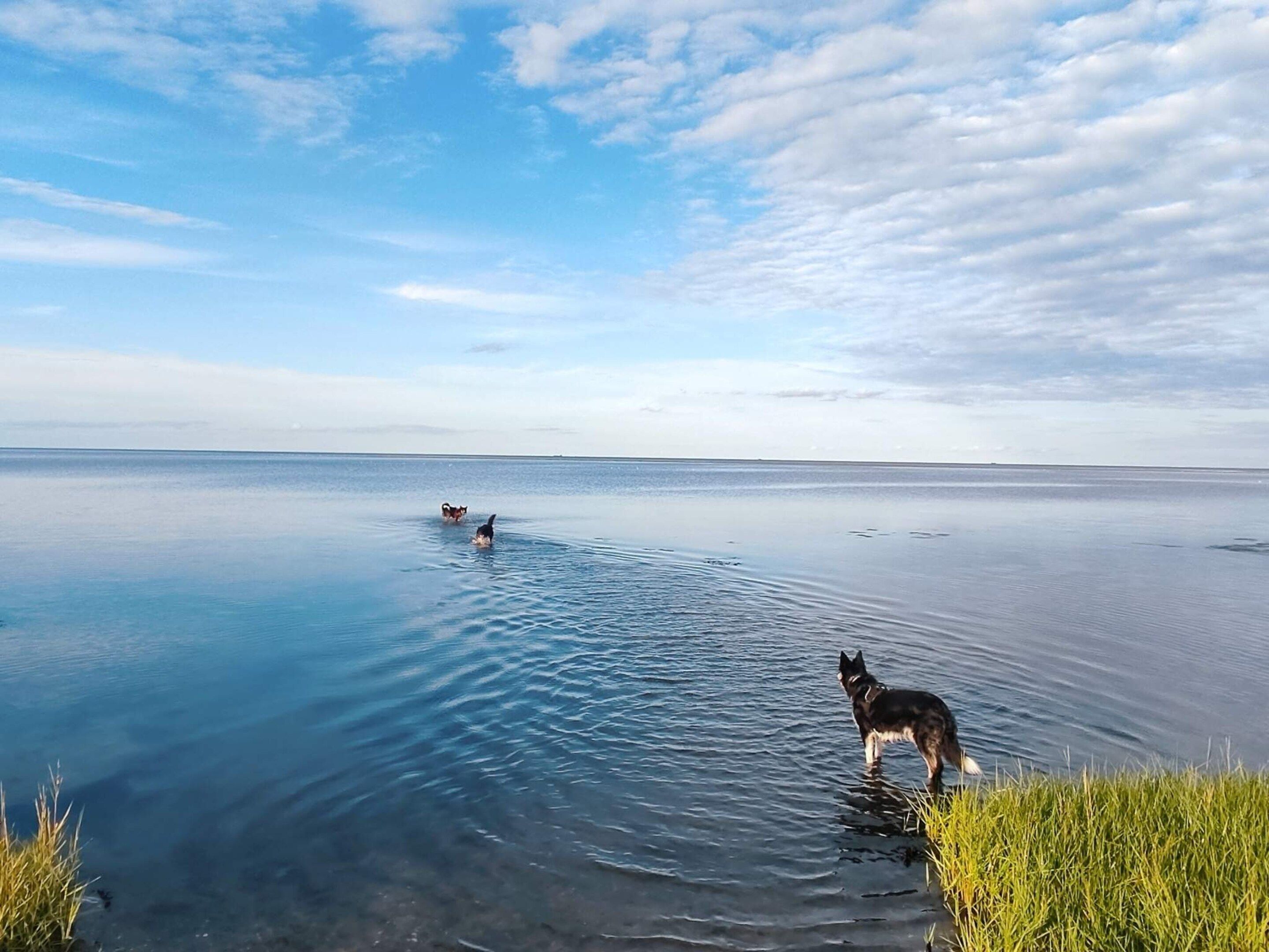 Un plan d’eau paisible où l’on voit deux chiens, l’un debout et l’autre en train de nager, et une zone herbeuse au premier plan.