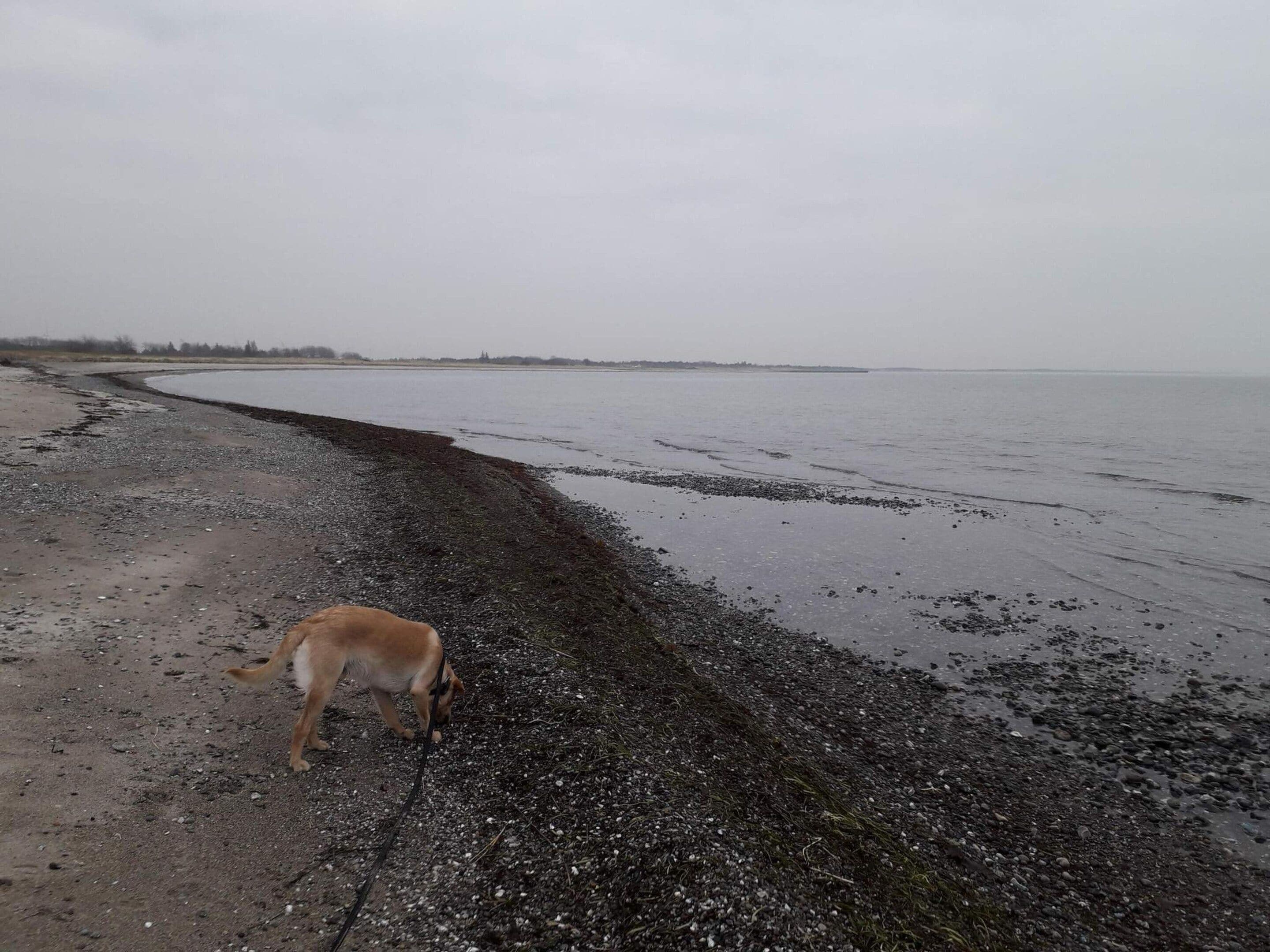 Een hond op een kiezelstrand met een wateroppervlak in de verte.