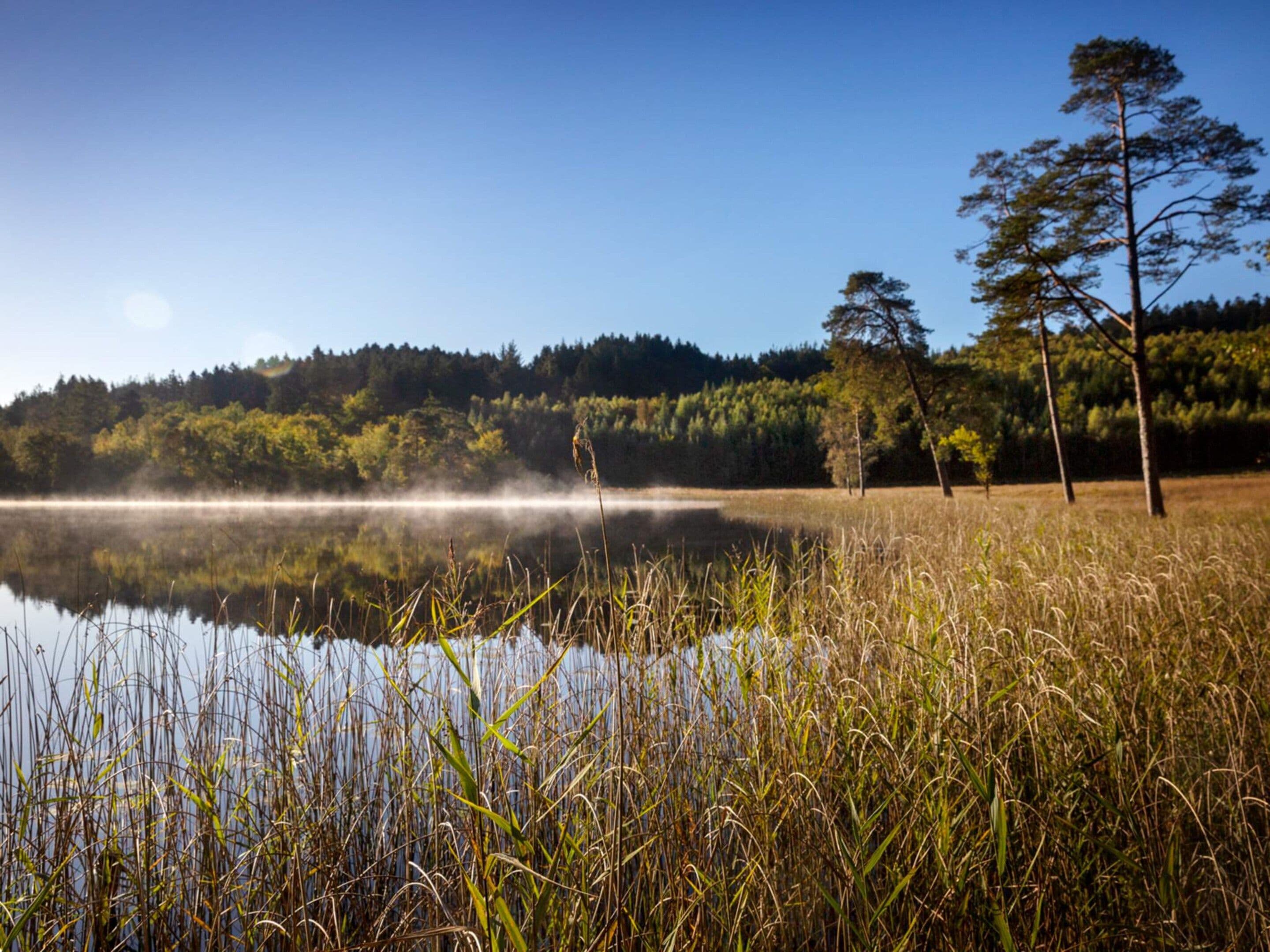 A calm lake with tall grasses and a forested hill in the background.
