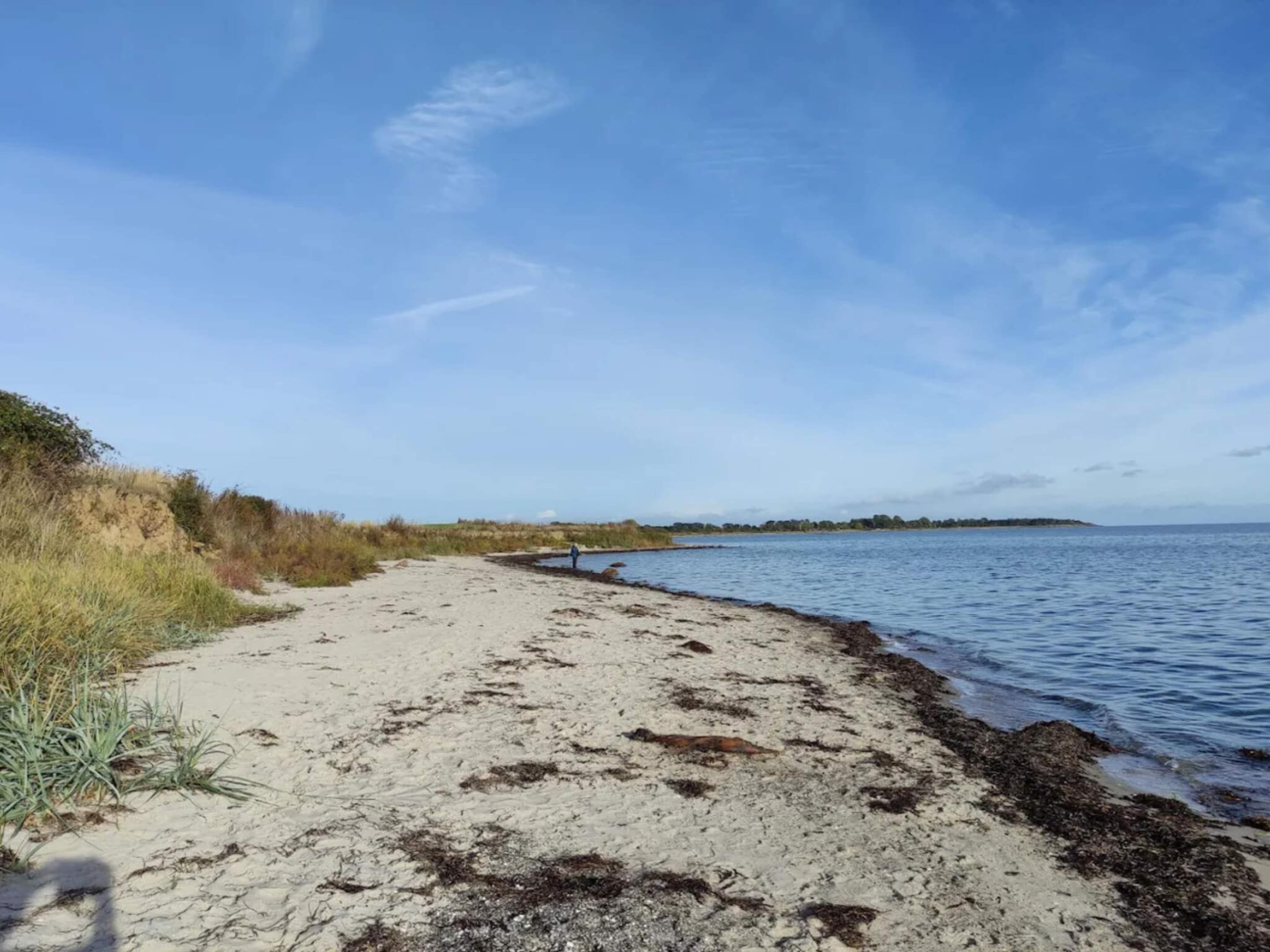 A sandy beach with seaweed, a clear sky, and a distant shoreline.