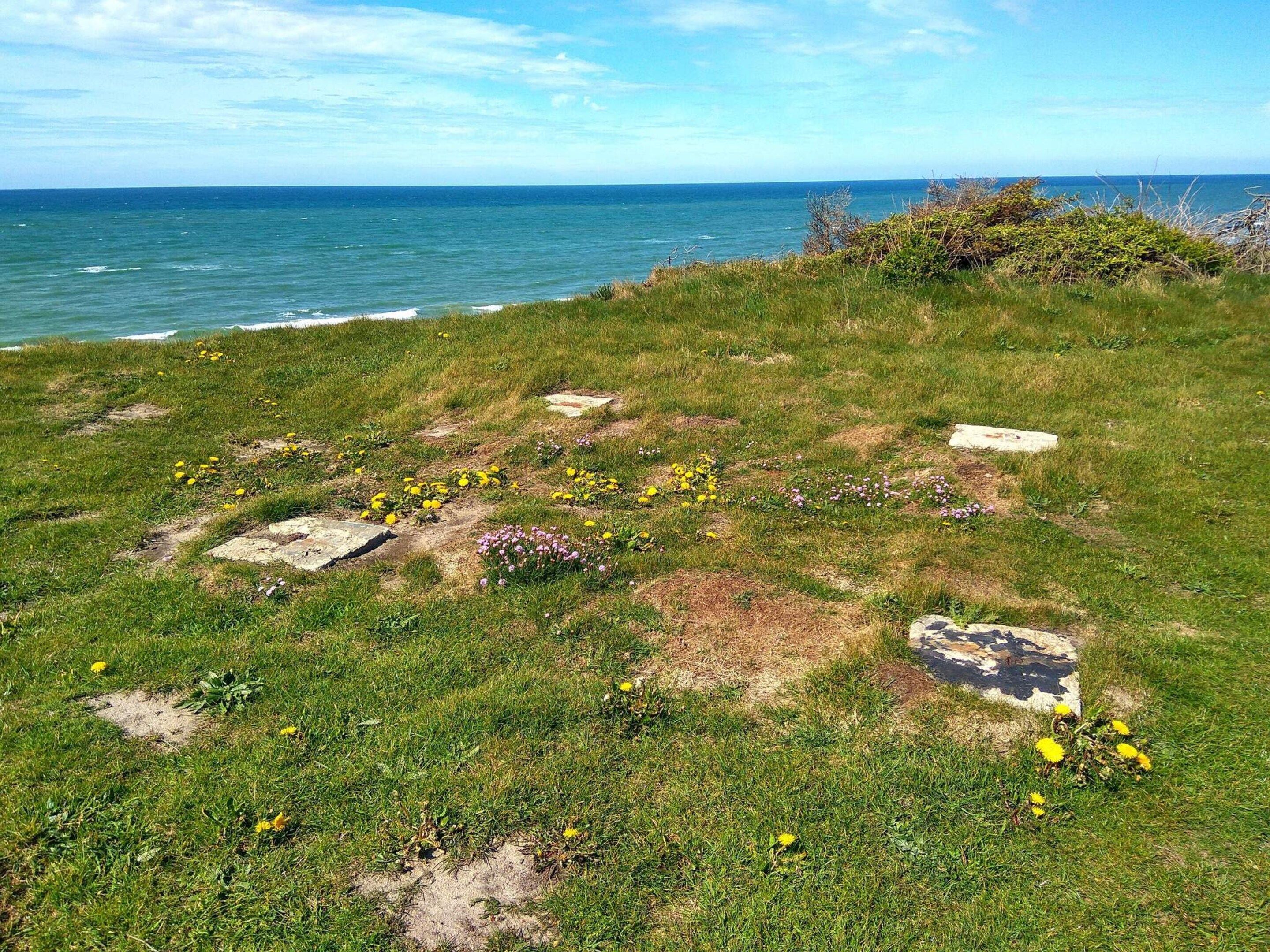 A grassy area with scattered flowers and rocks, overlooking a body of water.