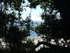 A view through dense foliage to a beach with a clear sky.