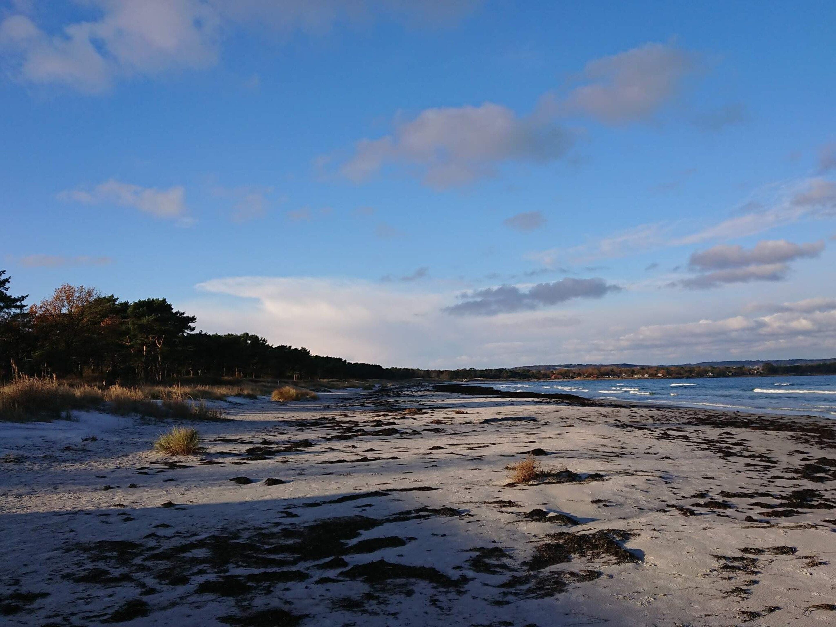 A beach with a clear sky and distant trees.