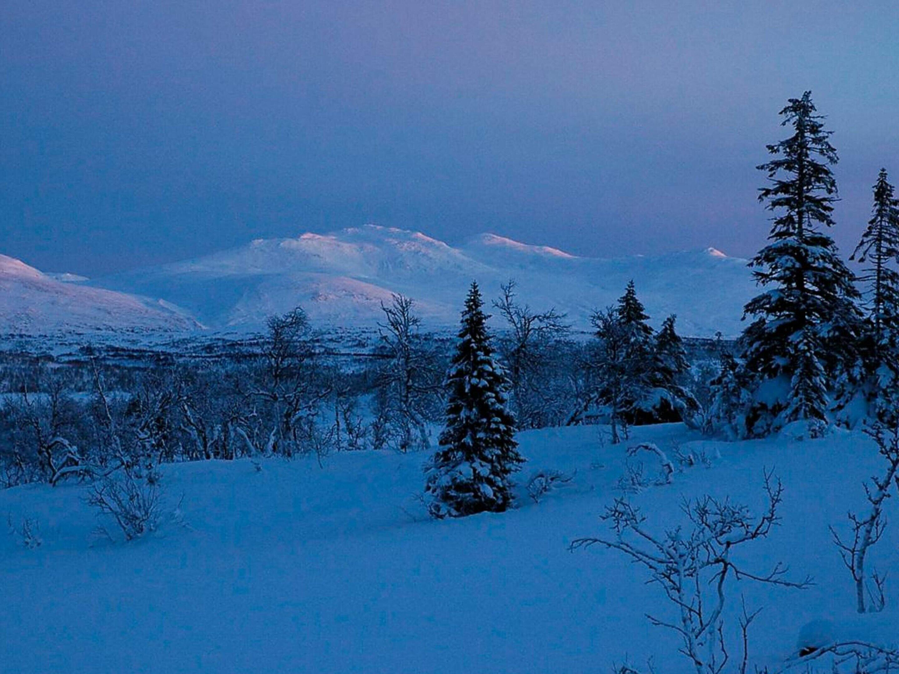 Eine verschneite Landschaft mit Bäumen und Bergen im Hintergrund.