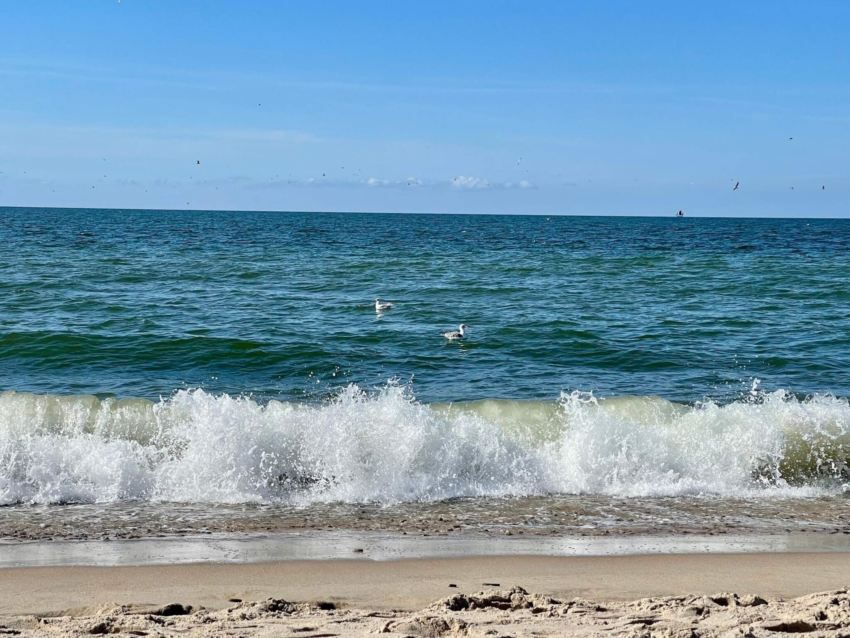 Ein Strand mit brechenden Wellen, einem klaren Himmel und vogelzügen in der Ferne.