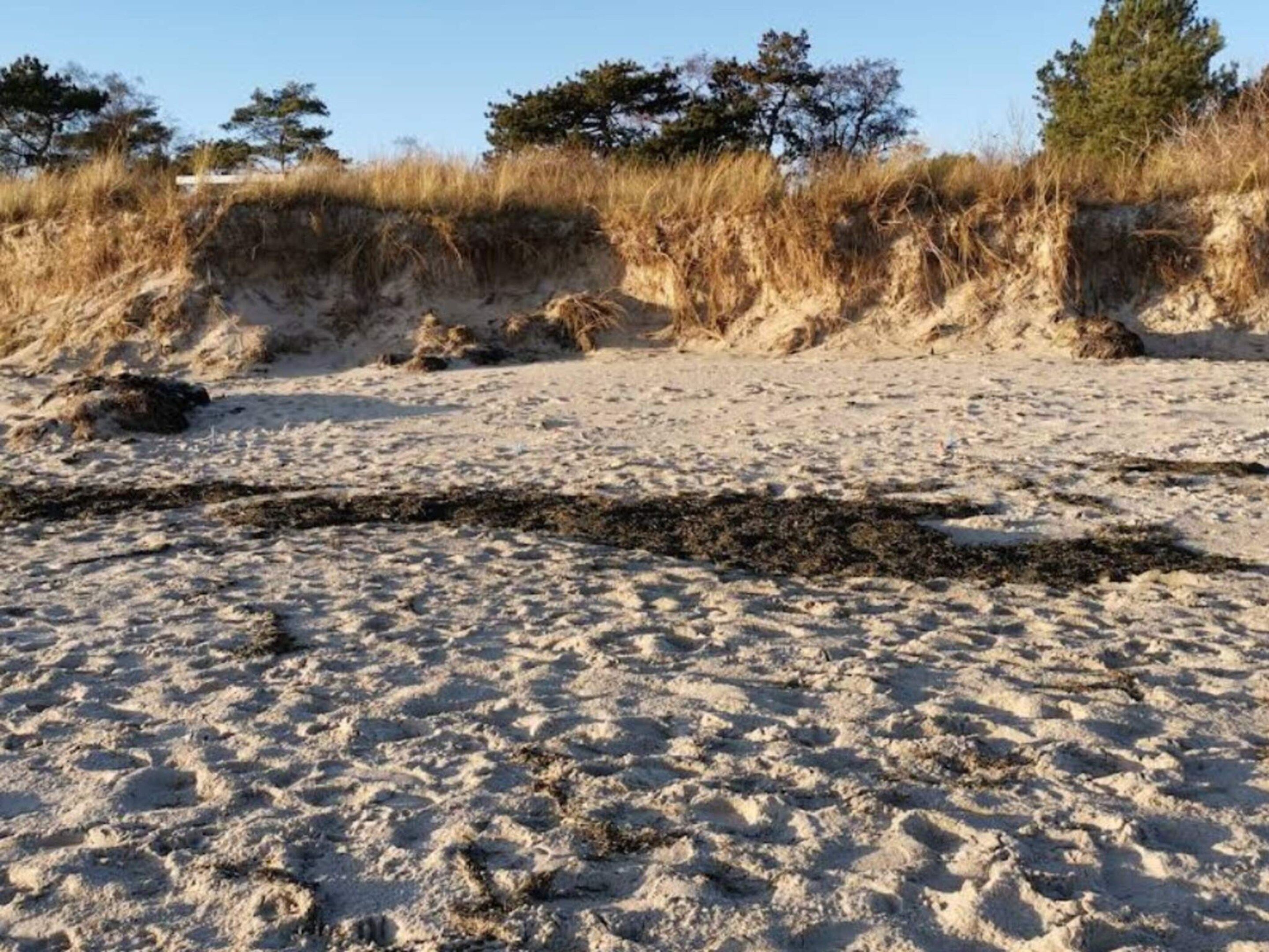 A sandy beach with sparse vegetation and trees in the background.