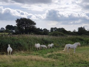House | Miscellaneous - Luxury Pool Retreat in Nordborg - By Traum Ferienwohnungen (Nordborg)