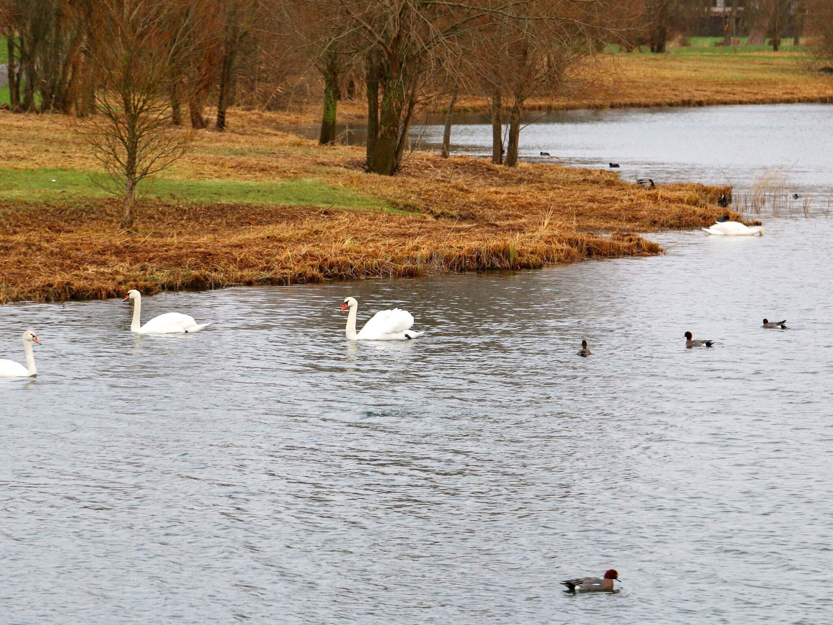 A body of water with swans and ducks.