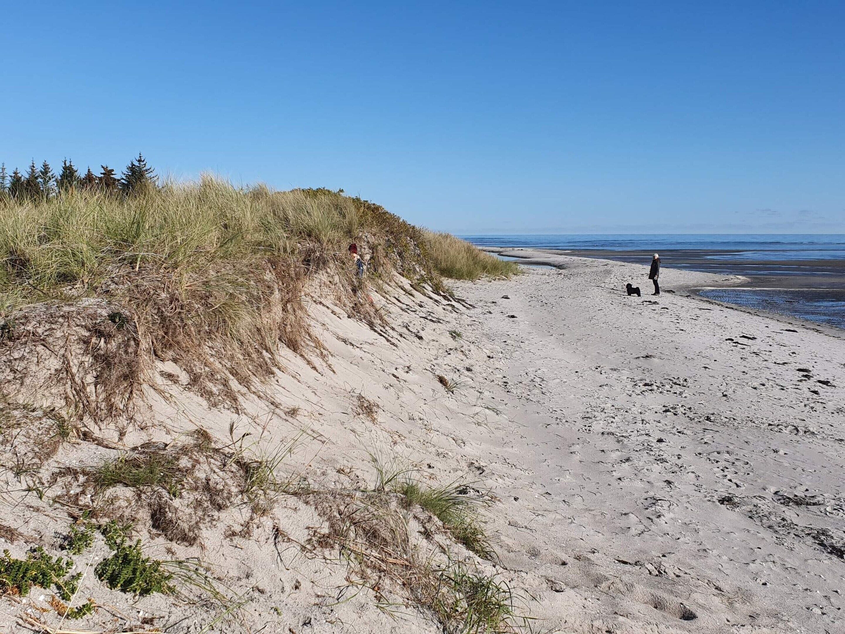 A beach with sand dunes, a clear sky, and a person walking a dog.