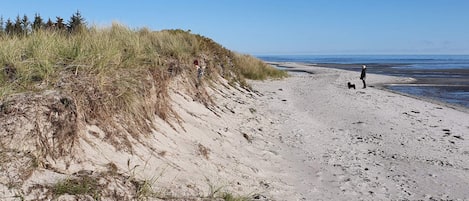A beach with sand dunes, a clear sky, and a person walking a dog.