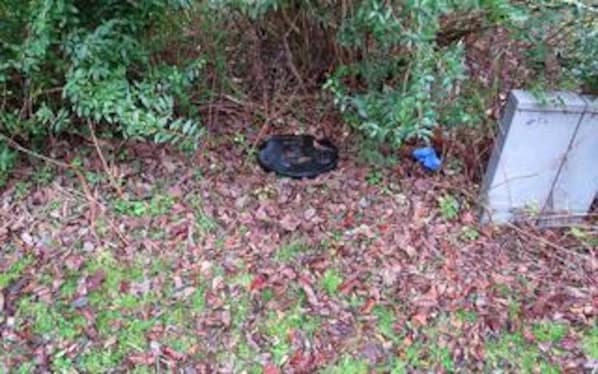 A natural outdoor area with dense foliage and a black object on the ground. - 10 Person Holiday Home in Juelsminde-by Traum (Horsens)