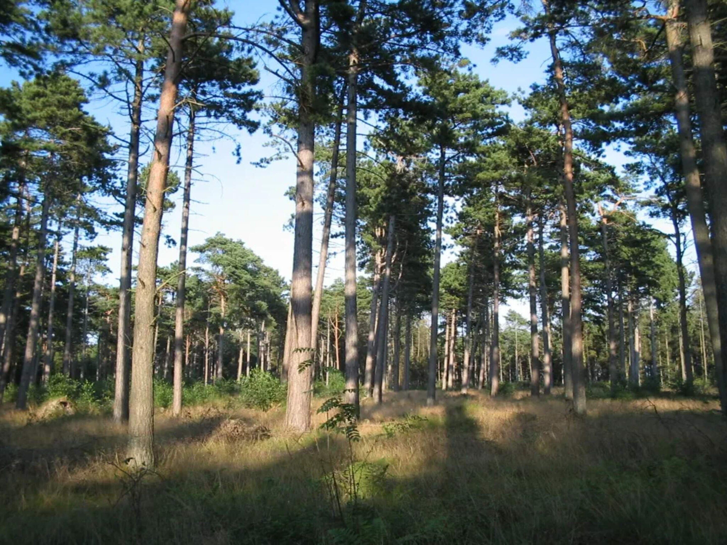 A dense forest with tall trees and a clear sky.
