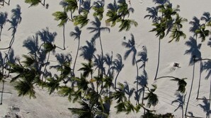 A beach with palm trees and a sandy area. - Room-room With fan use Bavaro Punta Cana (Punta Cana)