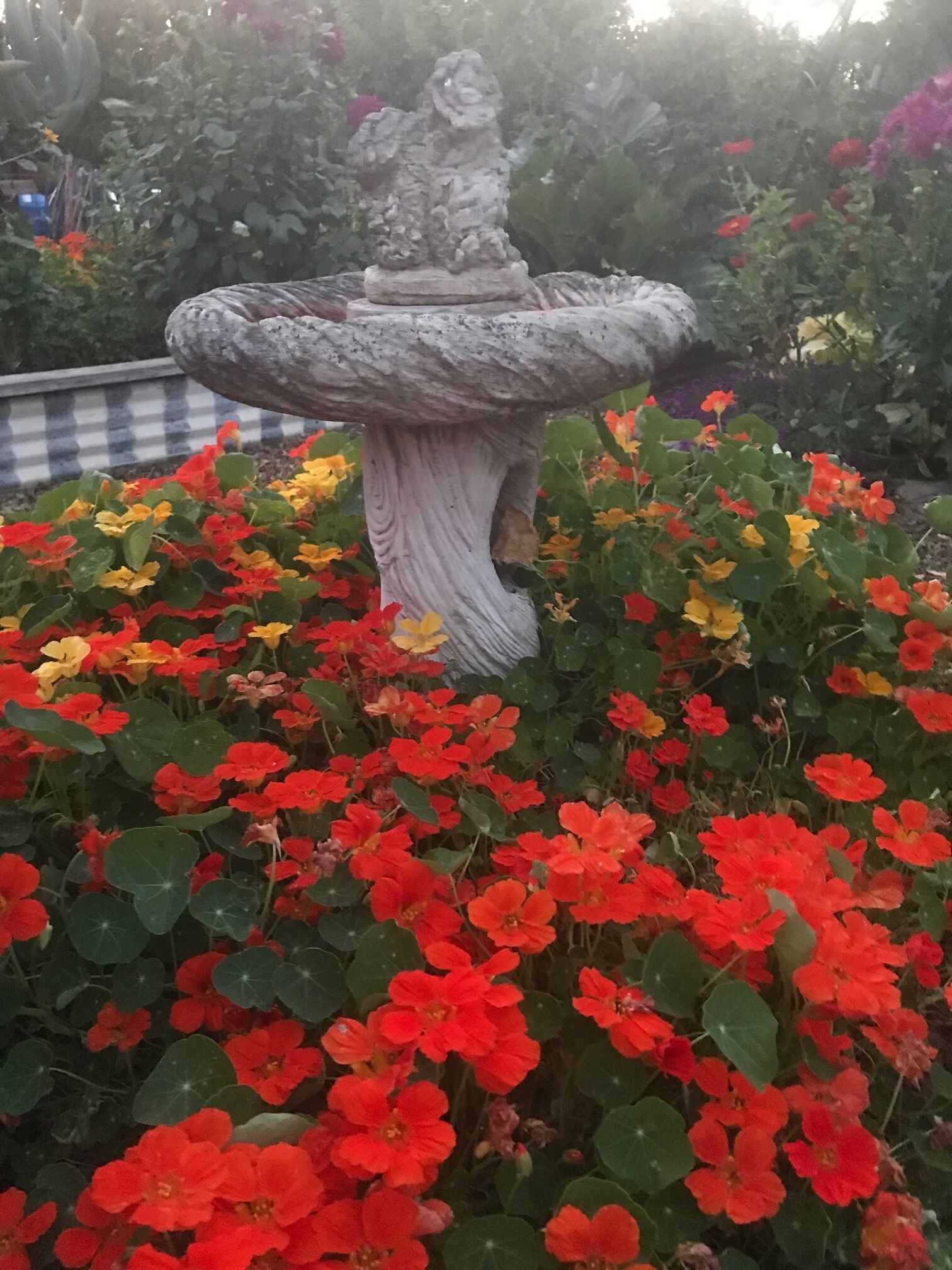 Ein Garten mit einem Steinfbrunnen und leuchtend roten Blumen.