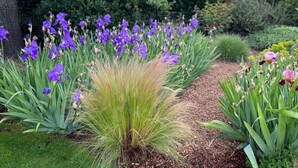 Un giardino con fiori viola e vegetazione verde.