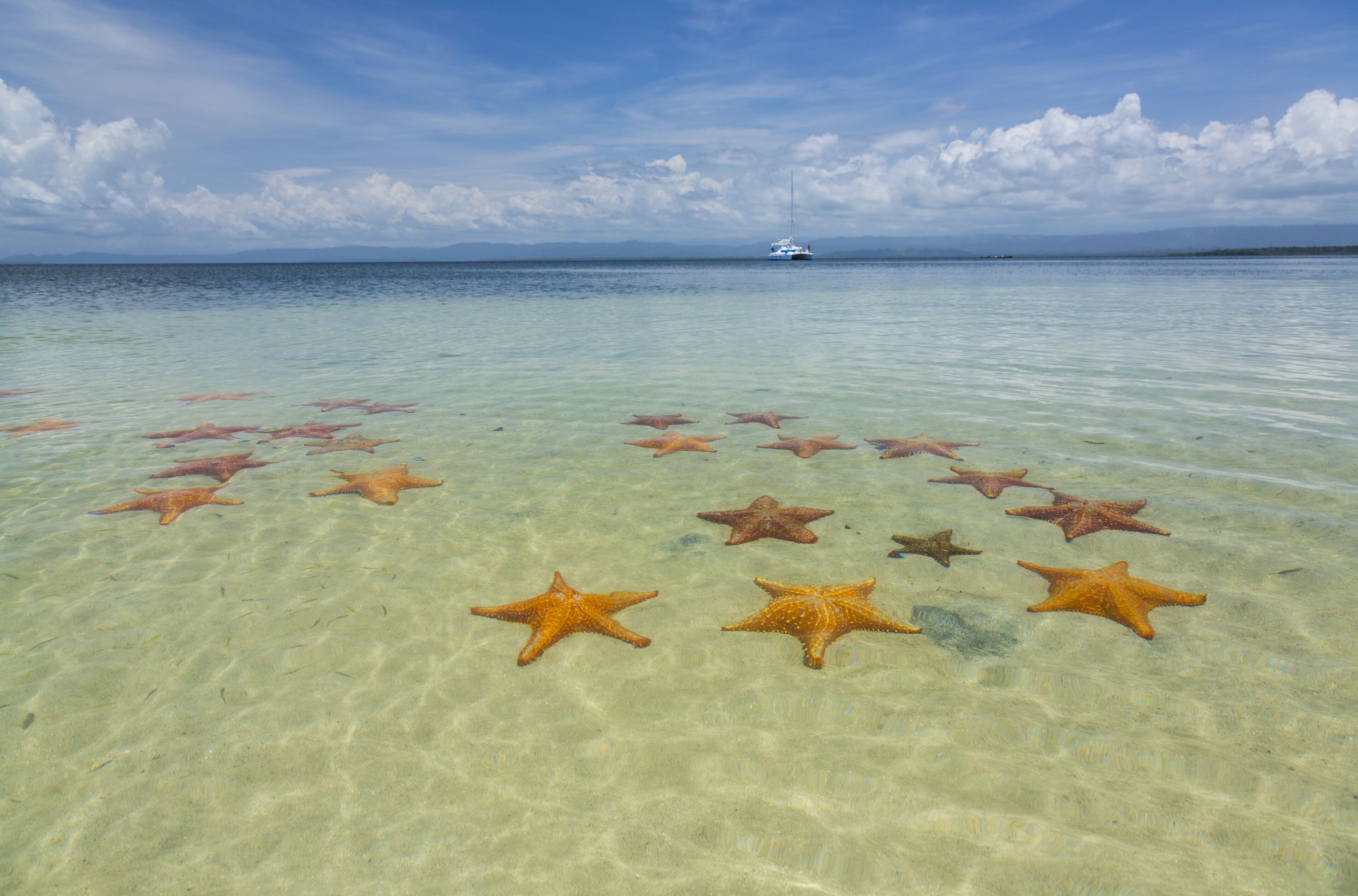 A clear shallow sea with starfish on the sand and a boat in the distance.
