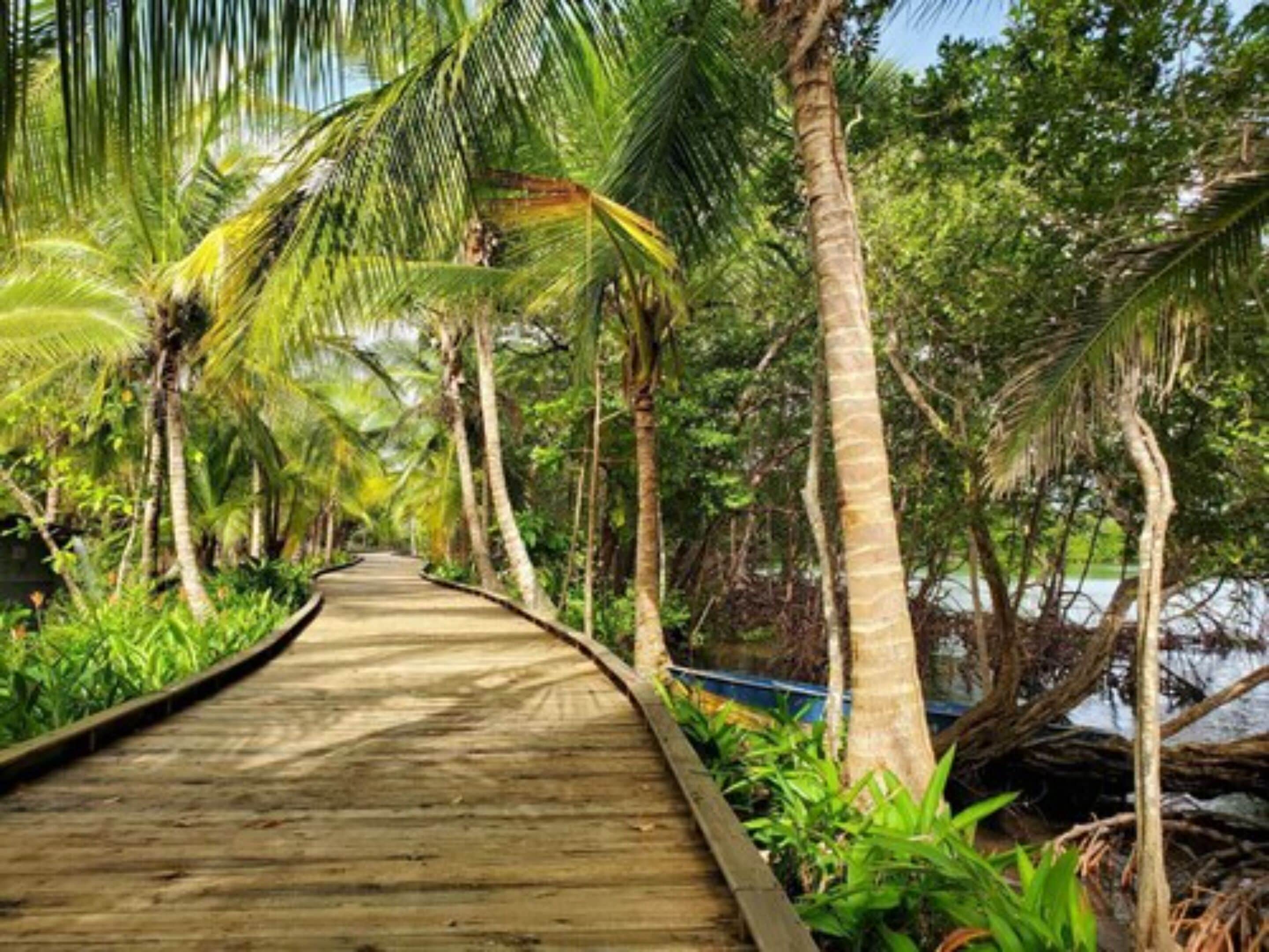 Un paseo marítimo de madera rodeado de vegetación exuberante y palmeras.