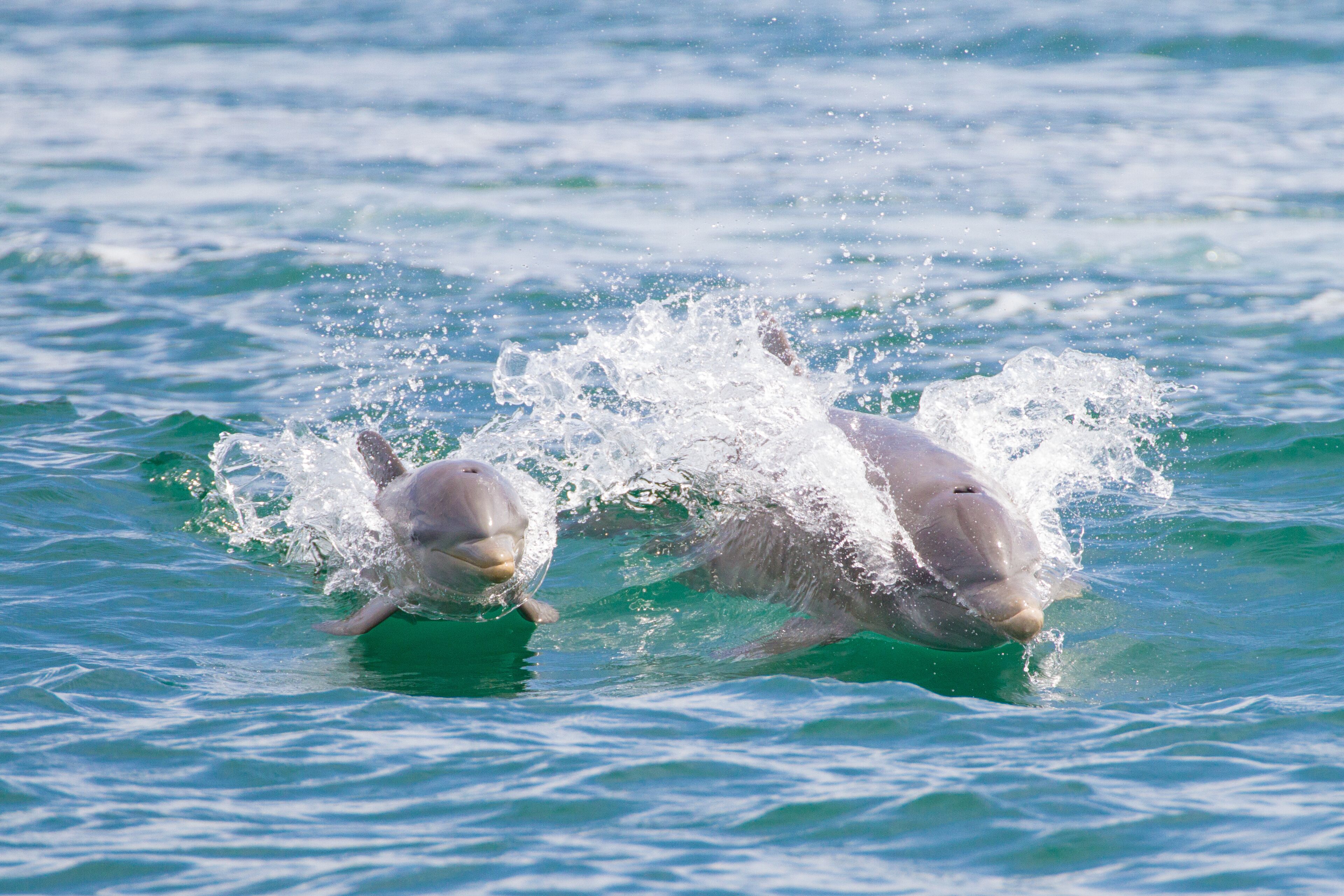 Dos delfines saltando fuera del agua.