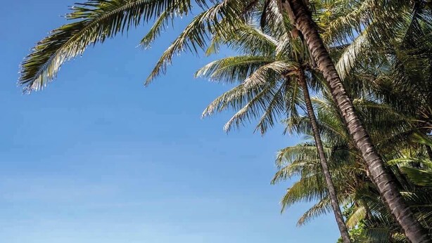 A beach with palm trees, clear blue sky, and calm sea.