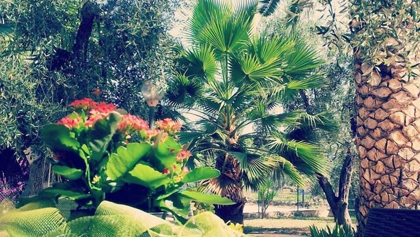 An outdoor seating area with a table, a glass of drink, and lush greenery including palm trees and flowering plants. - Villa Vale Mery (Vieste)