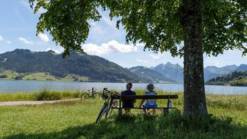 A bench under a tree by a lake with mountains in the background.